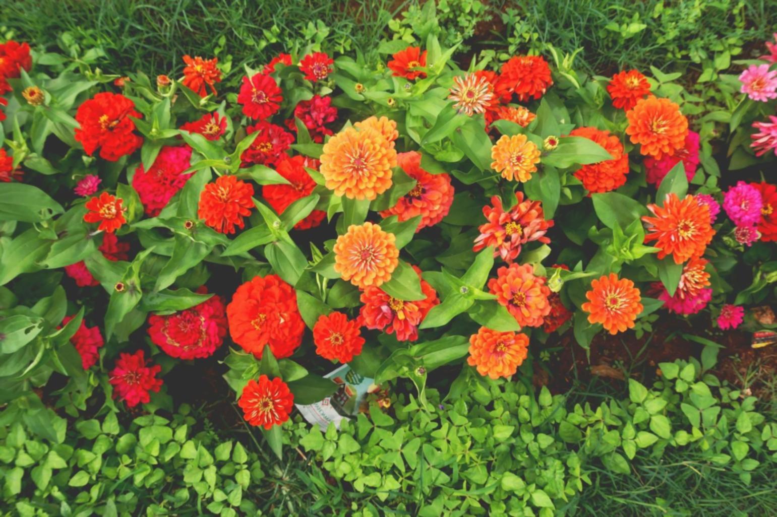 Altın oran prensibi ile hazırlanmış çiçek düzenlemesi örneği